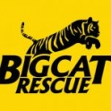 1BigCatRescue's avatar